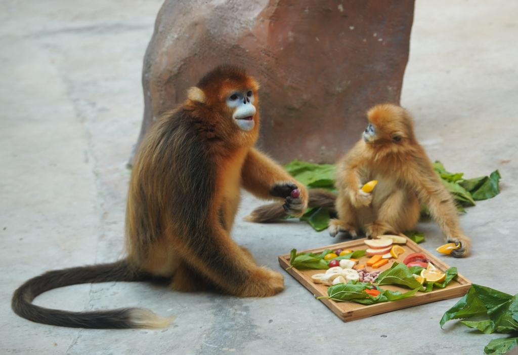 Macacos Fofos Na Montanha Dos Macacos No Condado De Lingshui, Hainan Imagem  Grátis_Foto Número 501671139_JPG Formato Imagem_