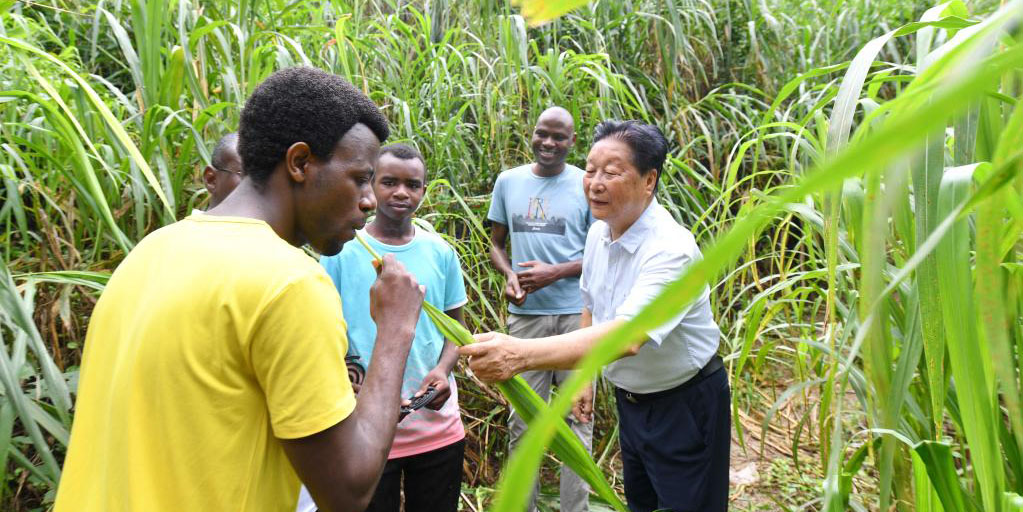 Universidade em Fujian capicita vários especialistas africanos da tecnologia do cultivo de cogumelos comestíveis e medicinais