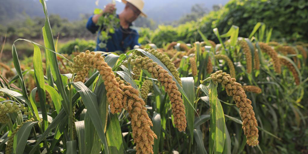 China espera colheita de grão extraordinária este verão