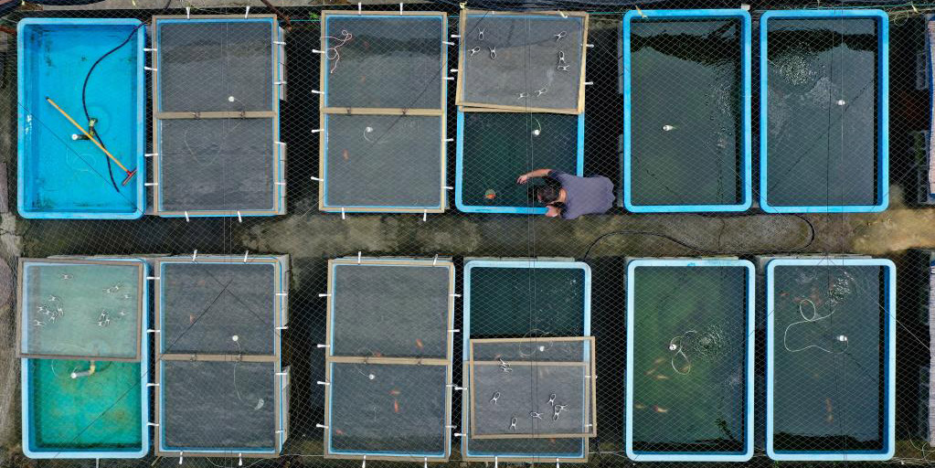 Fotos: criador de peixes-dourados em Shaoxing, no leste da China