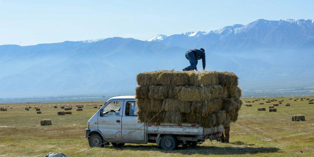 Pastores preparam forragens de inverno para gado em Xinjiang