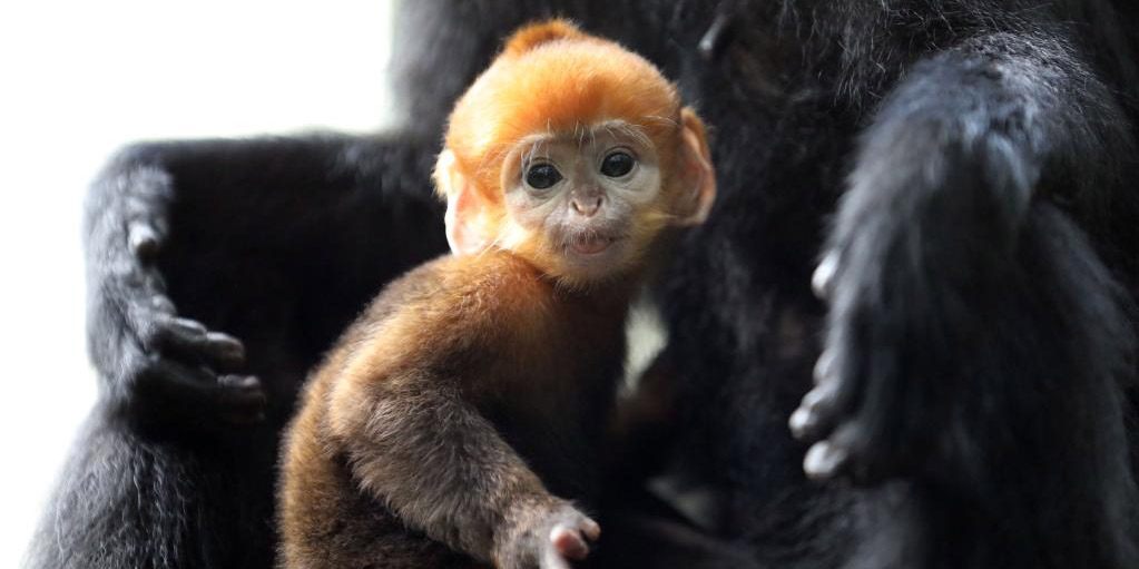 Filhote recém-nascido de macaco-folha-de-françois "Daxiang" faz estreia pública