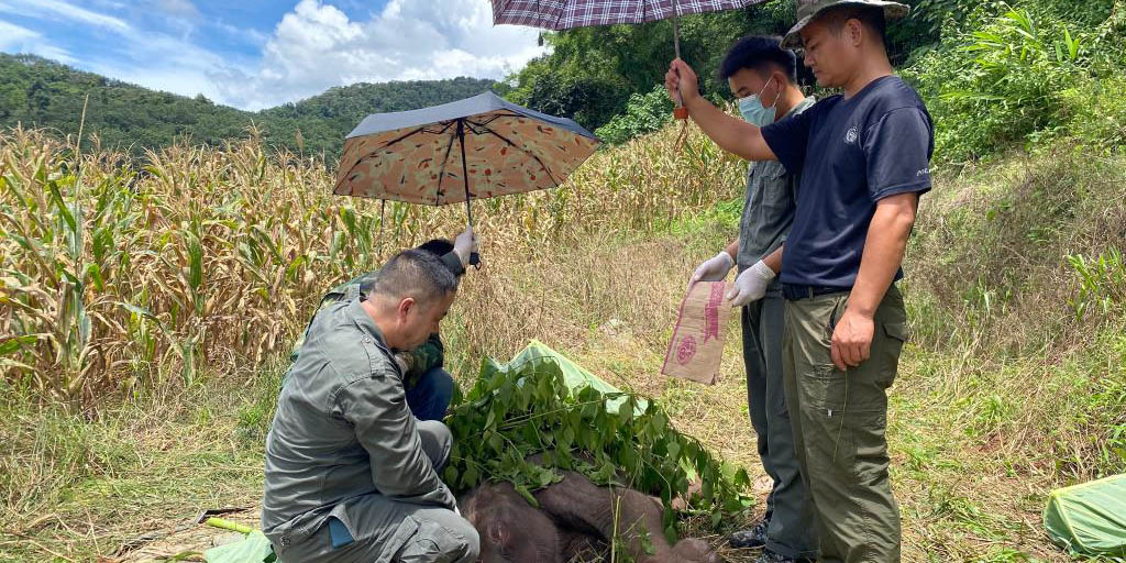 Filhote de elefante é resgatado após ficar preso em bananal no sudoeste da China