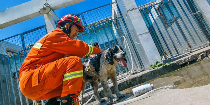 Anos crepusculares de cão de resgate heroico de corpo de bombeiros em Nanjing