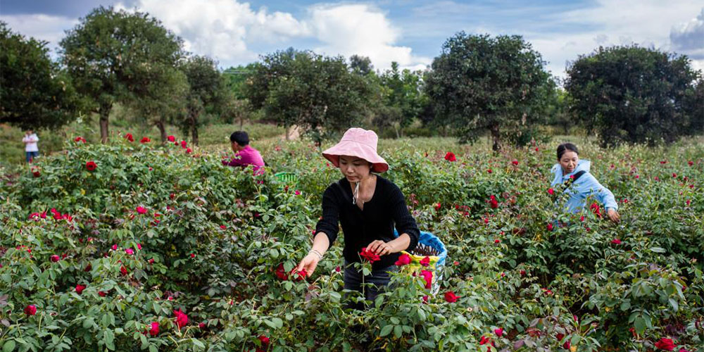 Indústria das rosa comestíveis ajuda a promover agricultura local em Mile, província de Yunnan