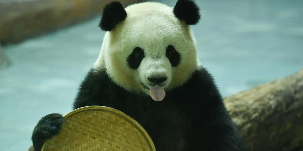 Turistas visitam a casa do panda-gigante durante o feriado do Festival da Lua em Qinghai