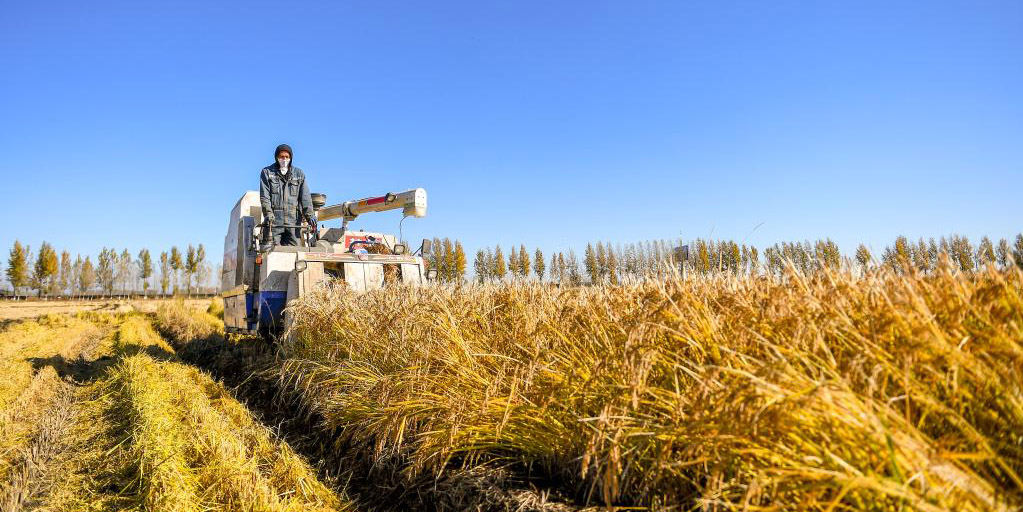 Agricultores colhem arroz na Cidade de Jilin, Província de Jilin