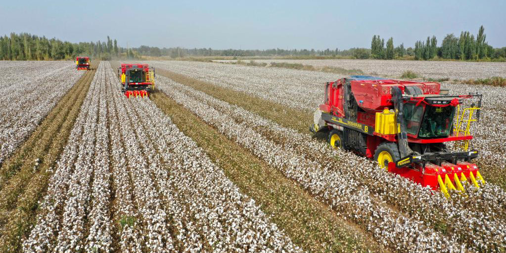 Colheita do algodão inicia em Xinjiang