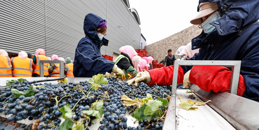 Agricultores colhem uvas para vinho em Ningxia