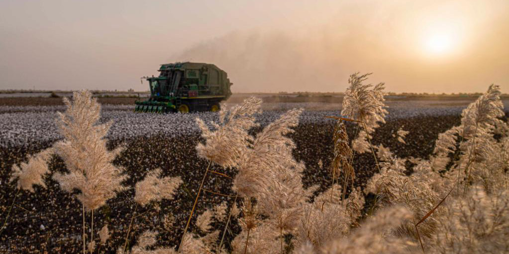 Tecnologia agrícola ajuda a aumentar renda de produtores de algodão em Xinjiang