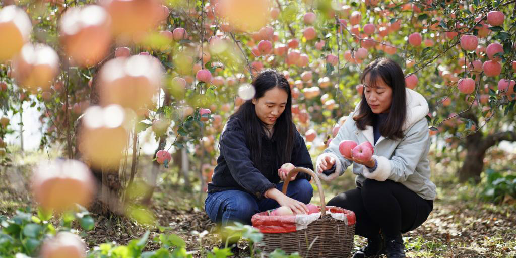 Agricultores locais iniciam colheita de maçãs em Hebei