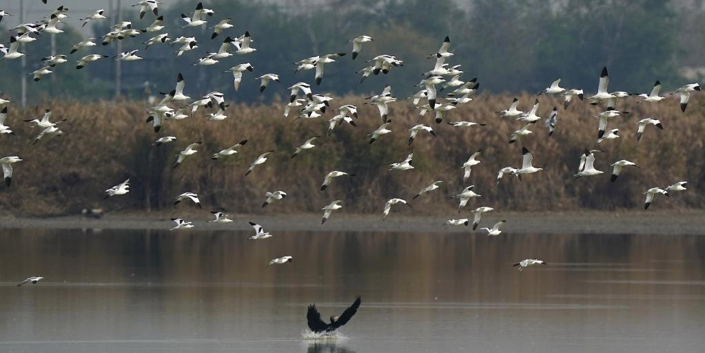 Fotos: aves migratórias no pântano de Caofeidian, em Hebei