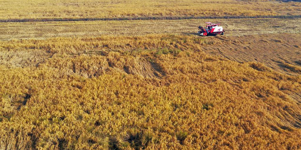 Agricultores colhem arroz em Xingtai, província de Hebei