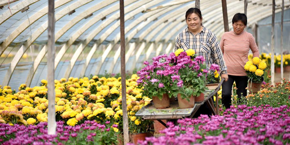 Distrito de Nanhe em Hebei orienta agricultores locais a desenvolverem indústria de floricultura