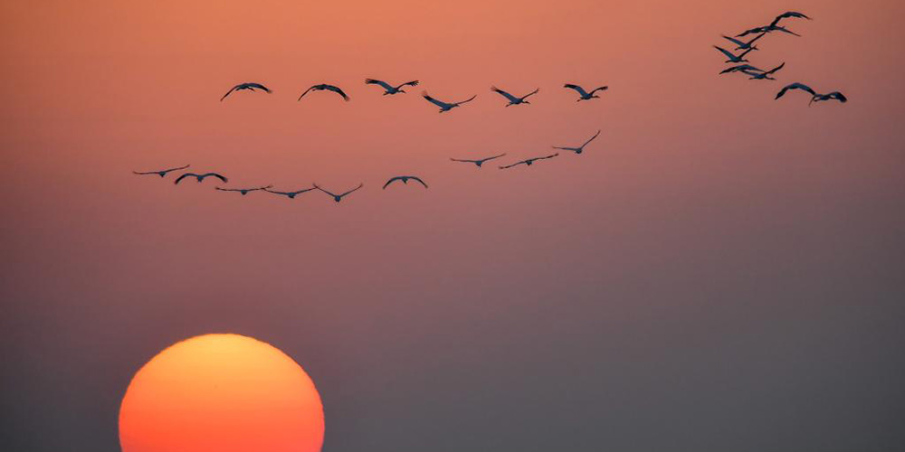 Aves migratórias voam sobre Reserva Natural Nacional de Momoge em Jilin