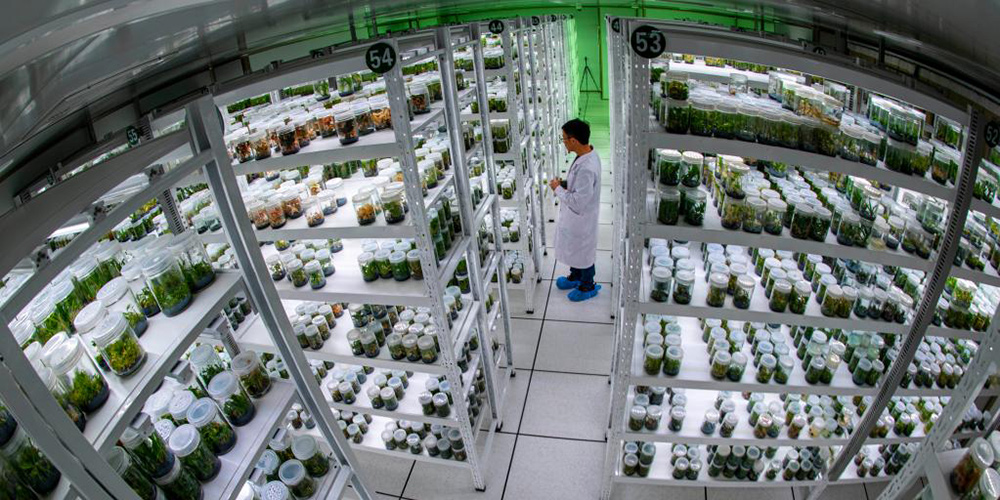 Banco de sementes de plantas selvagens na China preserva mais de 10 mil espécies