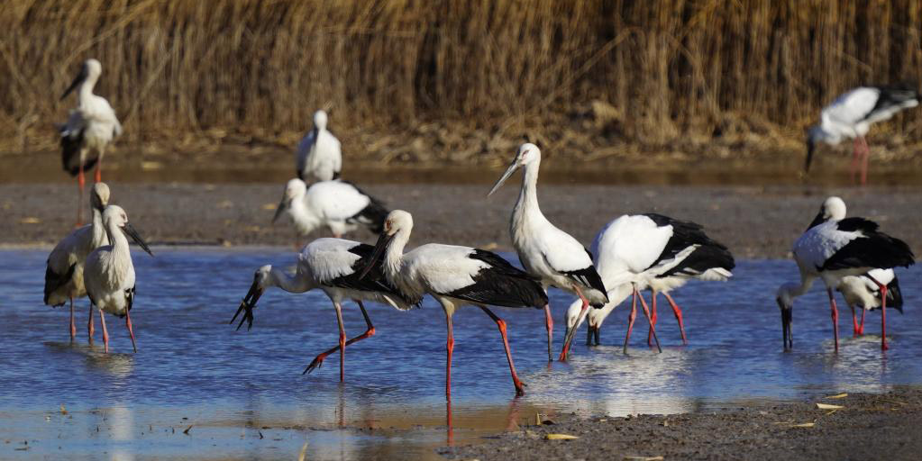 Pântano de Caofeidian em Hebei, no norte da China: habitat para aves migratórias