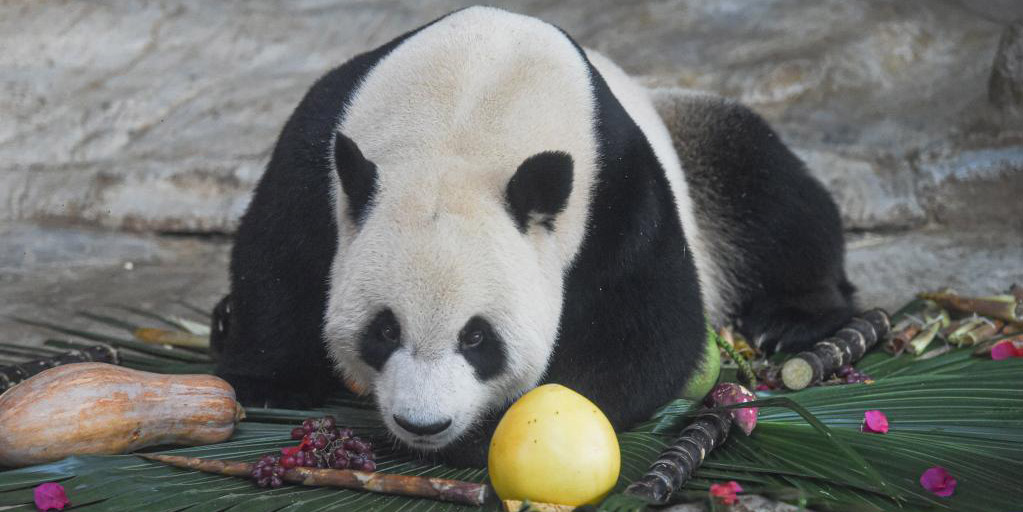 Haikou comemora três anos de vivência de dois pandas gigantes na ilha