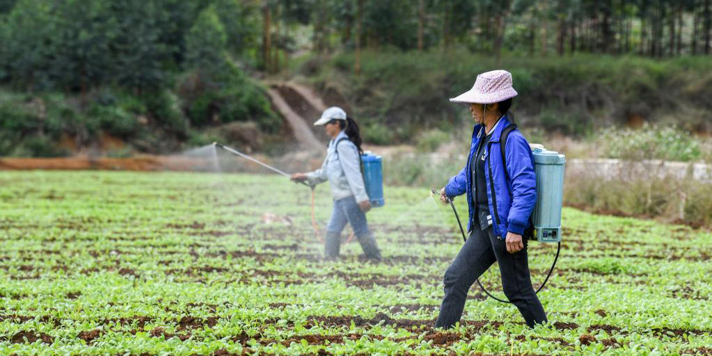 Agricultores se preparam para época de plantio no inverno no sul da China