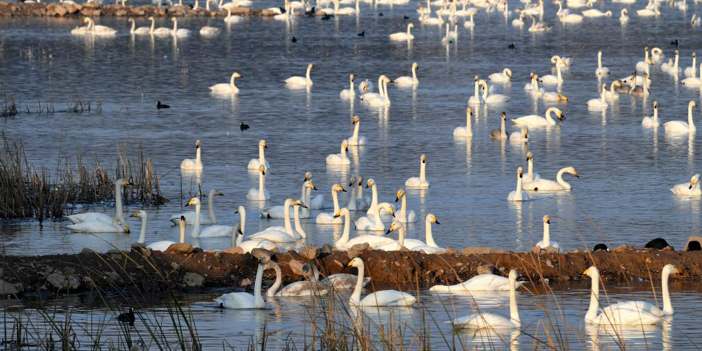 Grande número de cisnes invernantes migra da Sibéria à província chinesa de Henan para passar o inverno