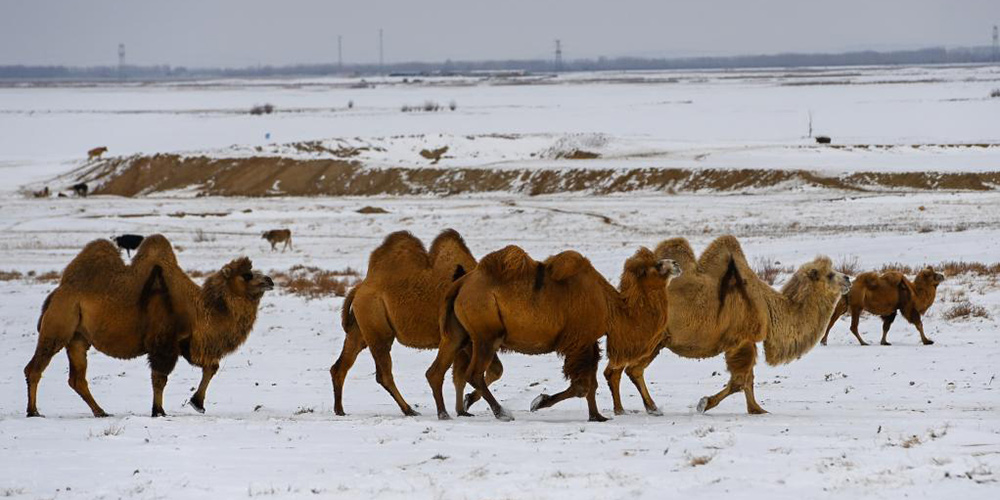 Criação de camelos se torna indústria pilar em Xinjiang