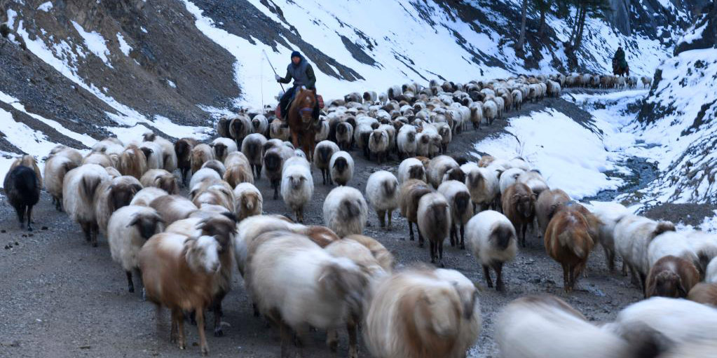 Pastores transferem gado para pastagens de inverno em Xinjiang