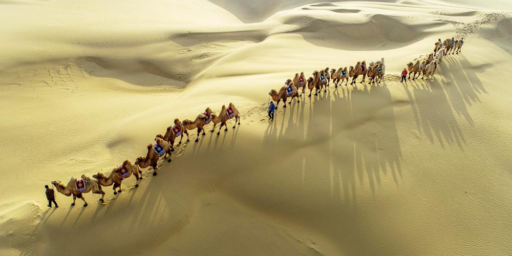 Fotos: camelos no Deserto Kubuqi na Mongólia Interior