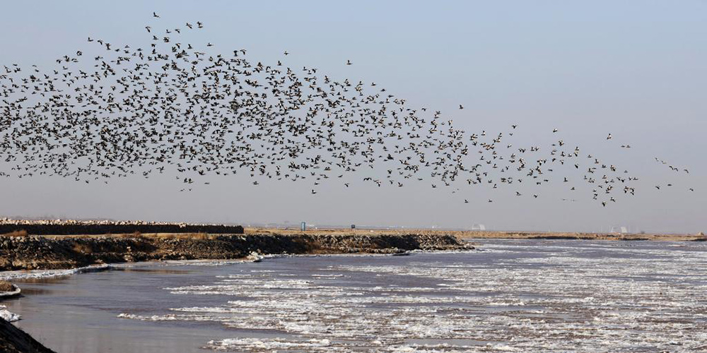 Pássaros sobrevoam a seção média do rio Amarelo na Mongólia Interior
