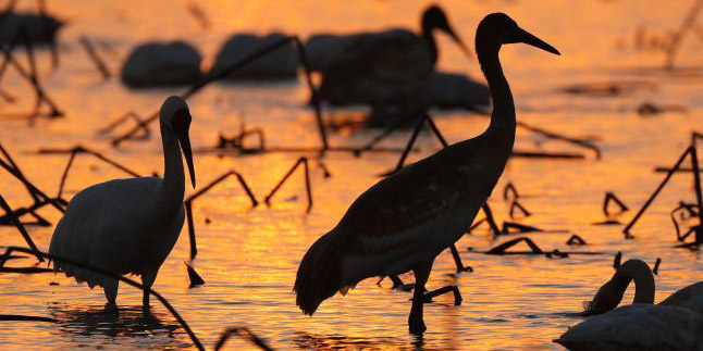 Aves migratórias chegam a pântano perto do Lago Poyang