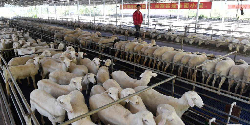 Distrito de Du'an desenvolve indústria pecuária para promover revitalização rural