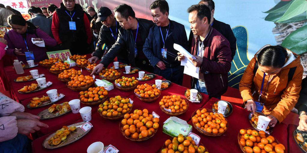 Guangxi promove cultivo de cunquate para aumentar renda de agricultores locais
