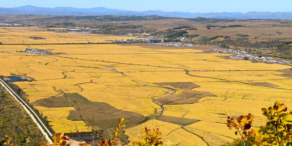 Província de Jilin, no nordeste da China, registra safra abundante de grãos