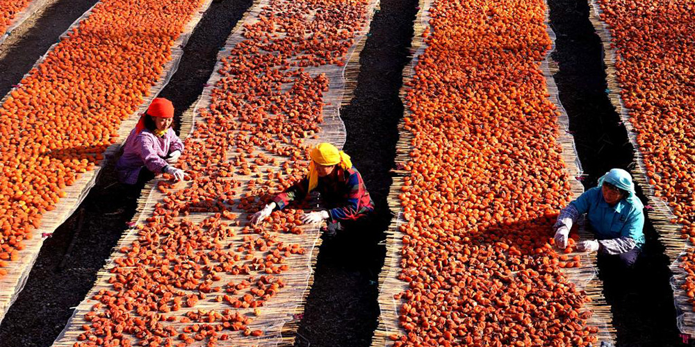 Venda de caquis secos aumenta fonte de renda para agricultores em Shandong