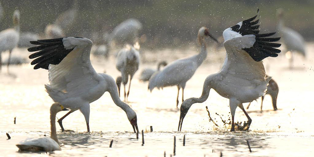 Lago Poyang atrai aves migratórias