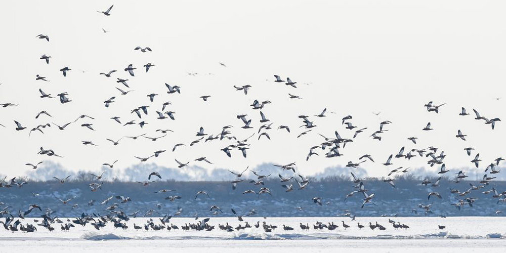 Aves migratórias chegam à Mongólia Interior para passar o inverno