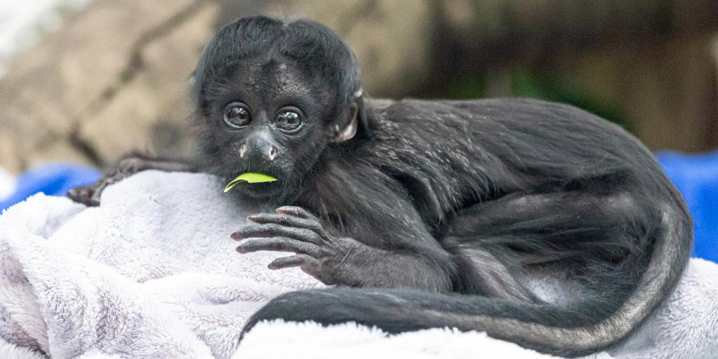 Filhote de cuxiú-preto faz estreia no Parque Sáfari Chimelong