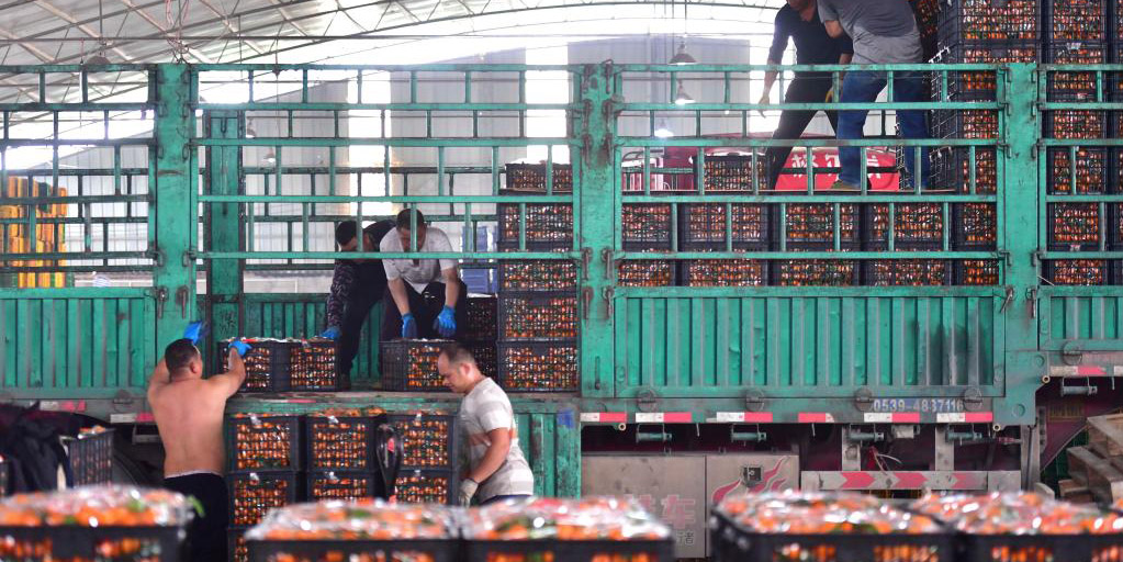 Colheita da laranja em Guangxi, no sul da China
