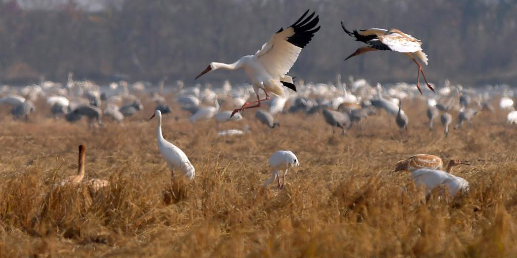 Aves migratórias chegam ao Lago Poyang em Jiangxi para passar o inverno