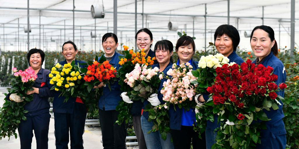 Indústria de rosas ajuda moradores locais a aumentar renda em Shandong