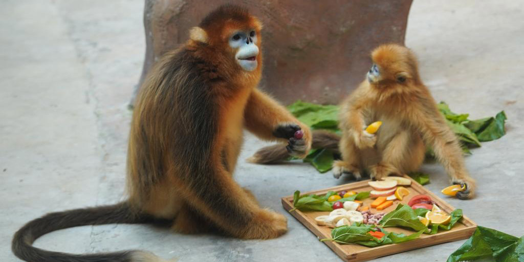 Fotos: macacos-dourados de Sichuan