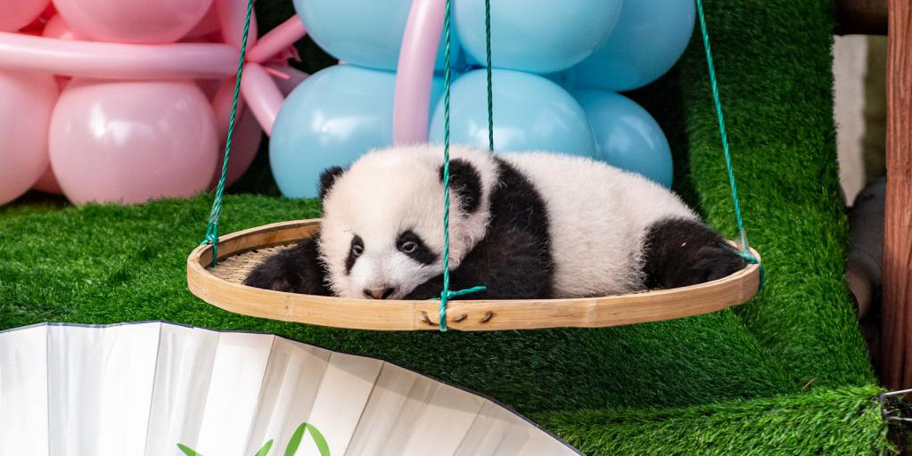 Zoológico de Chongqing realiza cerimônia de nomeação para pandas gêmeos