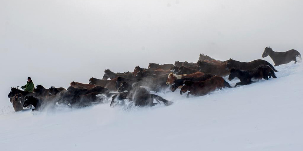Cavalos galopam em meio à neve em Xinjiang