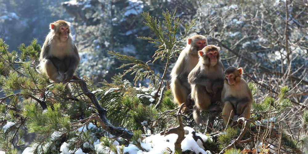 Fotos: macacos em Zhangjiajie, província de Hunan