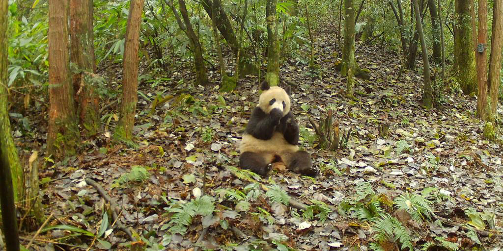 Panda gigante é solto na Reserva Natural Nacional Longxi-Hongkou, em Sichuan