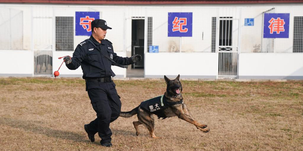 Cães policiais em Wuhan recebem treinamento para garantir segurança de passageiros durante a próxima corrida de viagens da Festa da Primavera