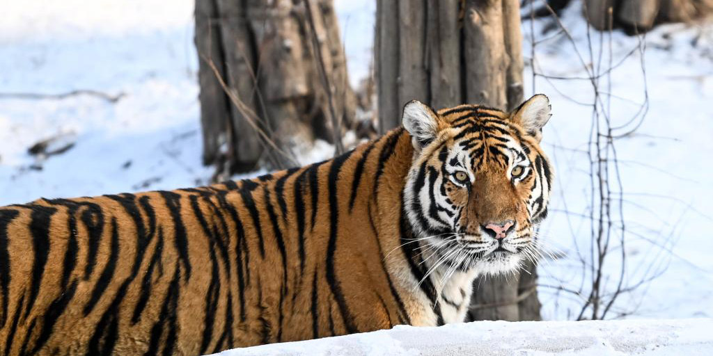 Tigres siberianos em parque em Changchun, nordeste da China