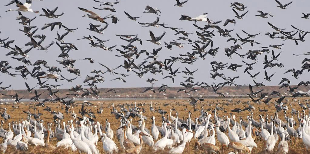 Aves migratórias passam inverno no Lago Poyang, leste da China