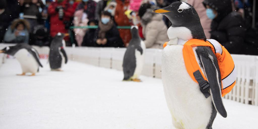 Pinguins atraem turistas a parque temático em Harbin, no nordeste da China