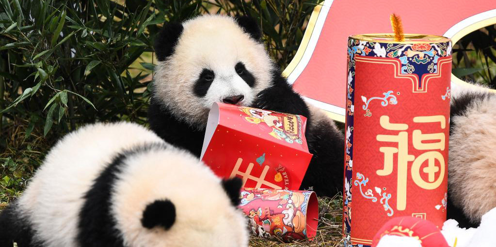 Filhotes de panda gigante em Wolong fazem aparição coletiva para celebrar o próximo Festival da Primavera
