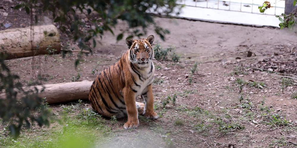 Fotos: tigres-do-sul-da-China em base de pesquisa em Guangdong